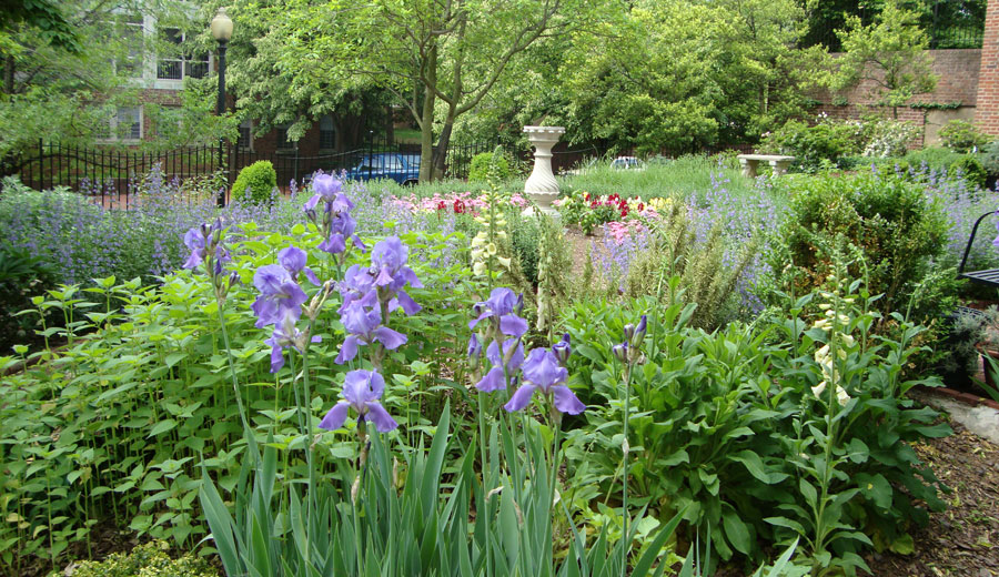 Dumbarton-House-Herb-Garden